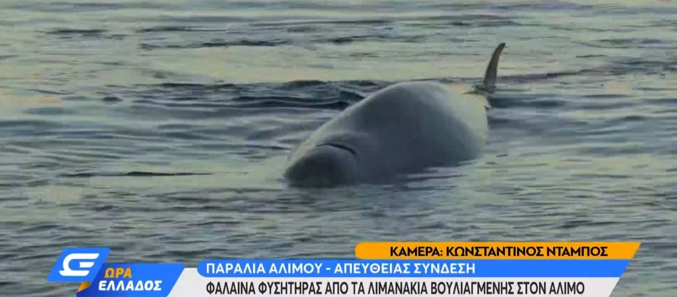 Τραυματισμένη φάλαινα λίγα μέτρα από την παραλία Αλίμου - Σε εξέλιξη επιχείρηση του Λιμενικού (βίντεο)